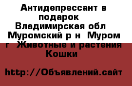 Антидепрессант в подарок! - Владимирская обл., Муромский р-н, Муром г. Животные и растения » Кошки   
